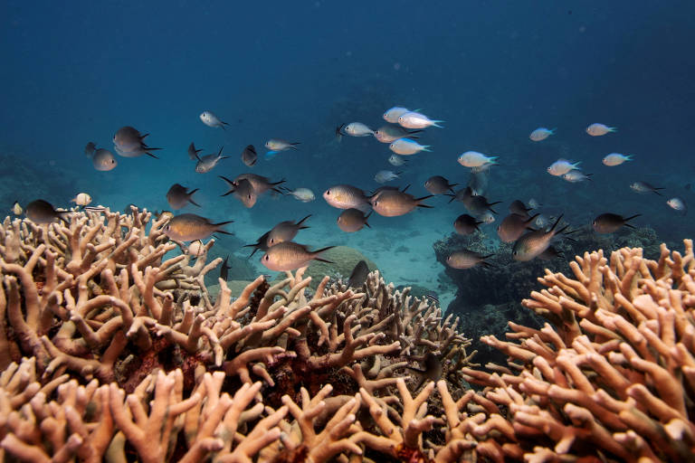 Peixes na Grande Barreira de Corais, na Austrália, em 2019