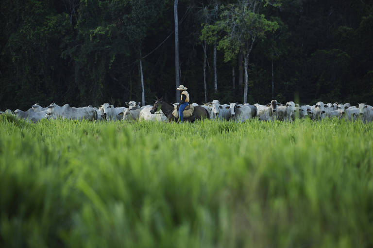 Vaqueiros conduzindo gado em pasto no Pará
