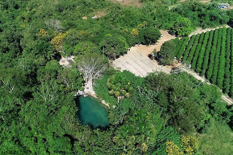 Imagem aérea de lavoura de café em Cacoal (RO), com áreas de floresta no entorno