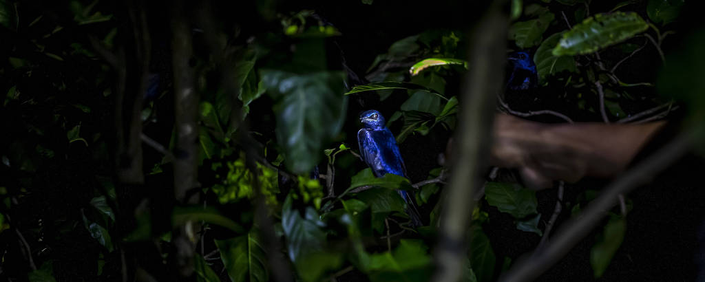 No escuro, em galho de árvore, um pássaro de cor azul brilhante se destaca; um braço se aproxima dele