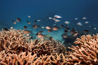 A school of fish swim above a finger coral colony as it grows on the Great Barrier Reef off the coast of Cairns, Australia