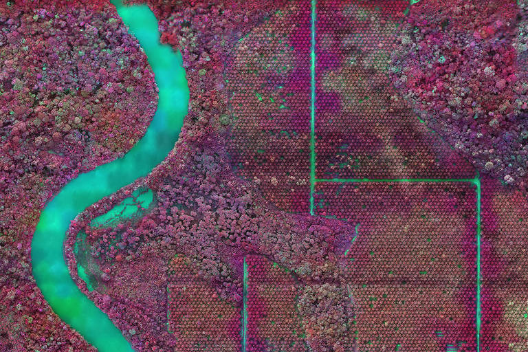 A floresta amazônica vista através de uma câmera multiespectral