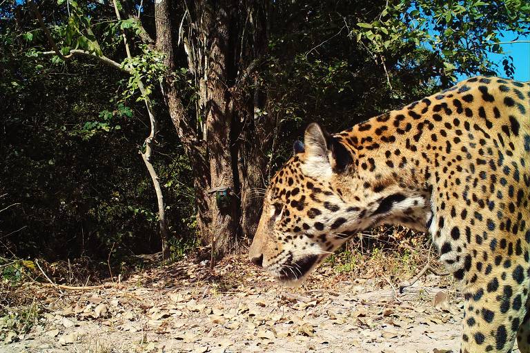 Instituto tenta evitar vingança contra onças-pintadas no Pantanal