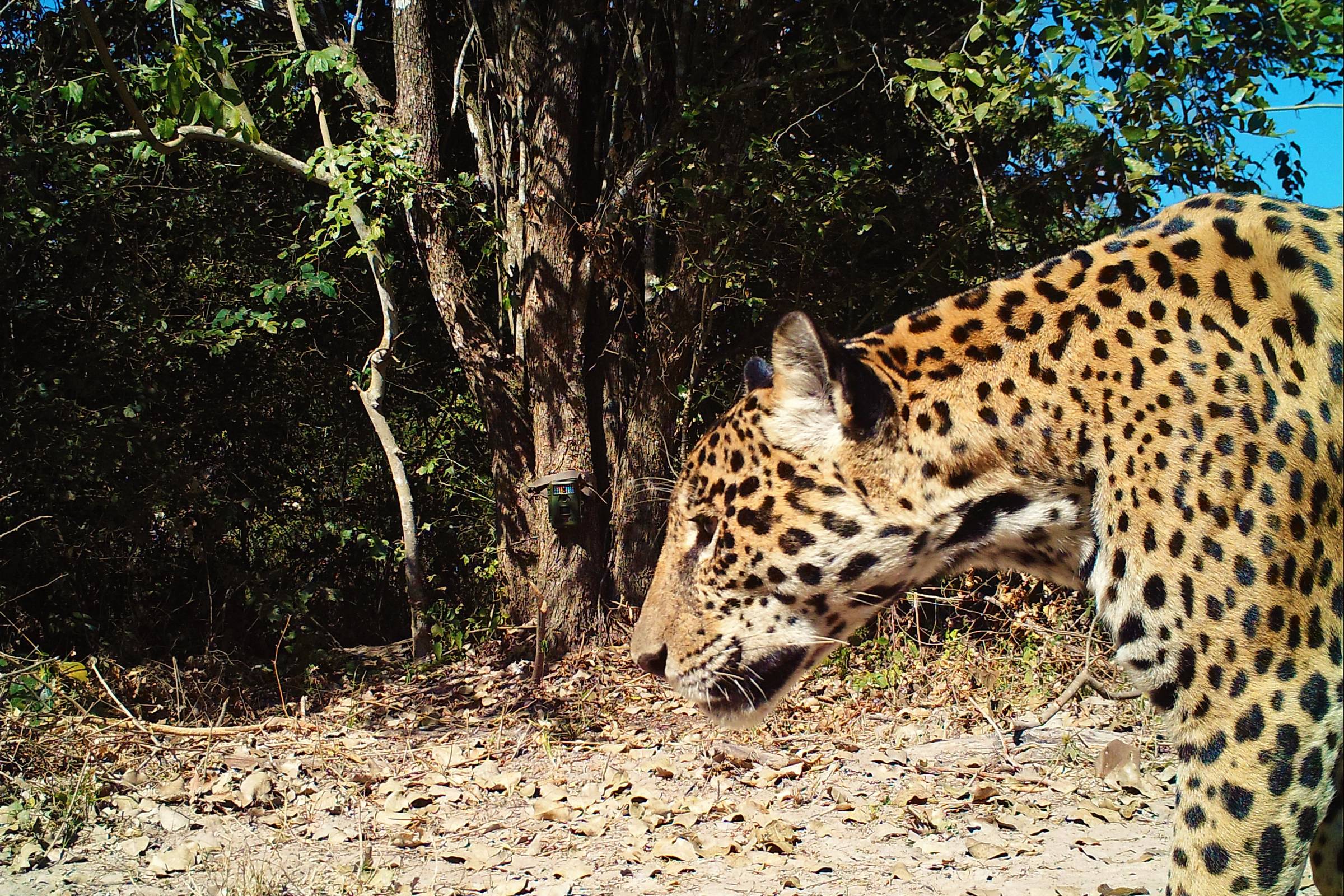 Fame of the jaguar helps raise awareness in the Pantanal – 02/04/2023 – Environment