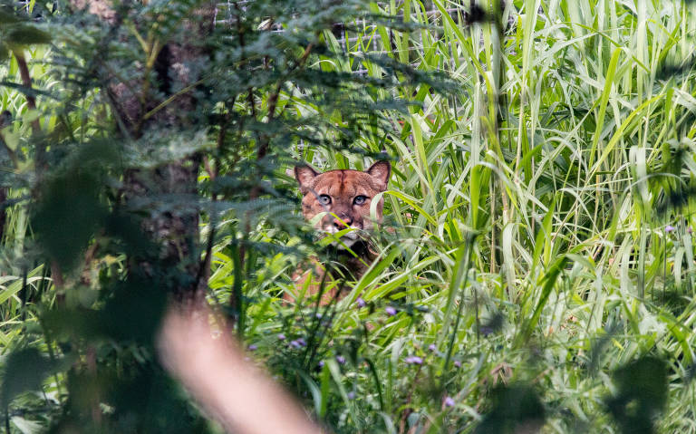 Coleção Folha apresenta 30 animais brasileiros a crianças - 18/03