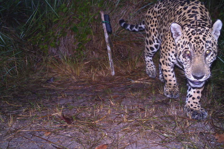 Onça-pintada no Pantanal tem imagem capturada por armadilhas fotográficas