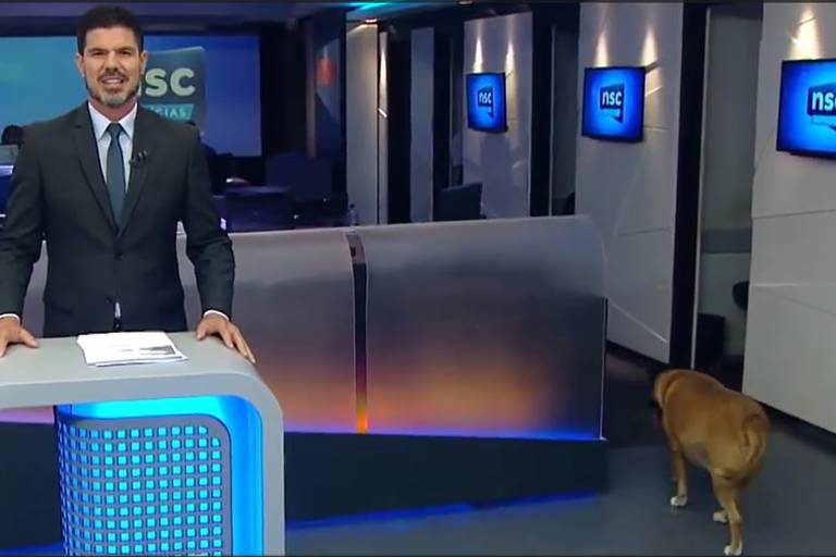 Cachorro invade estúdio de jornal