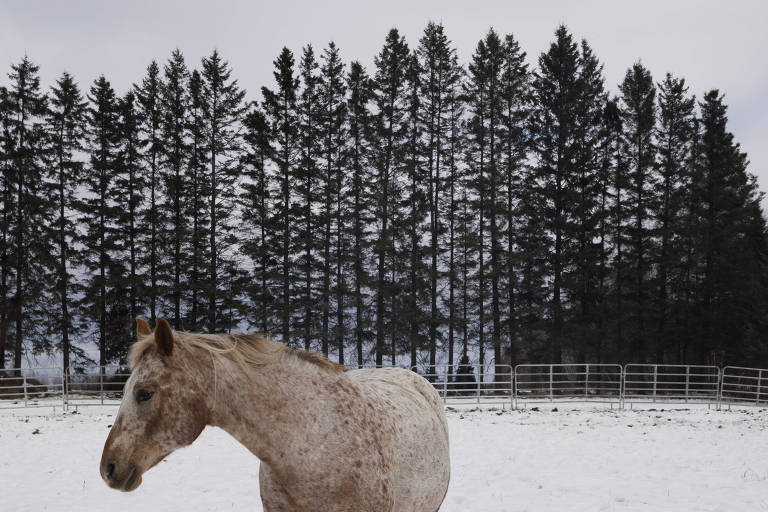 Um cavalo branco é visto em um campo coberto por neve e cercado, ao fundo, por pinheiros 