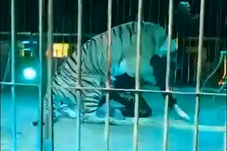 Domador de animais é atacado por tigre na Itália