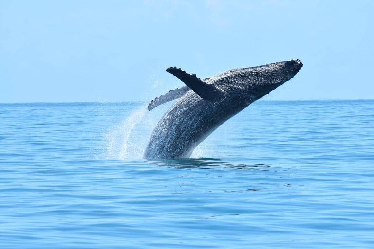imagem de baleia jubarte saltando fora da água
