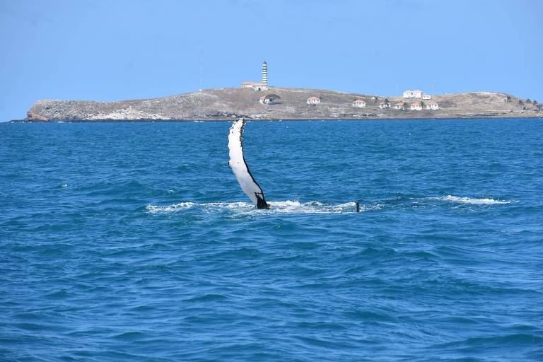 nadadeira de baleia jubarte erguida para fora da água no mar, com ilha ao fundo