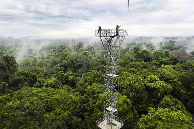 Imagem aérea mostra dois fotógrafos fazendo registros do alto da  torre de observação (50 metros), uma estrutura metálica com escadas no meio da Floresta Amazônica, cercada de vegetação exuberante e leve bruma que sai da copa das árvores, formando um tapete verde até a linha do horizonte. Céu com nuvens ao fundo.