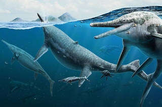 An illustration by Gabriel Ugueto depicting a life reconstruction of the ichthyosaur Shonisaurus popularis, which swam an ocean that covered what is now Berlin-Ichthyosaur State Park in Nevada. (Gabriel Ugueto via The New York Times)