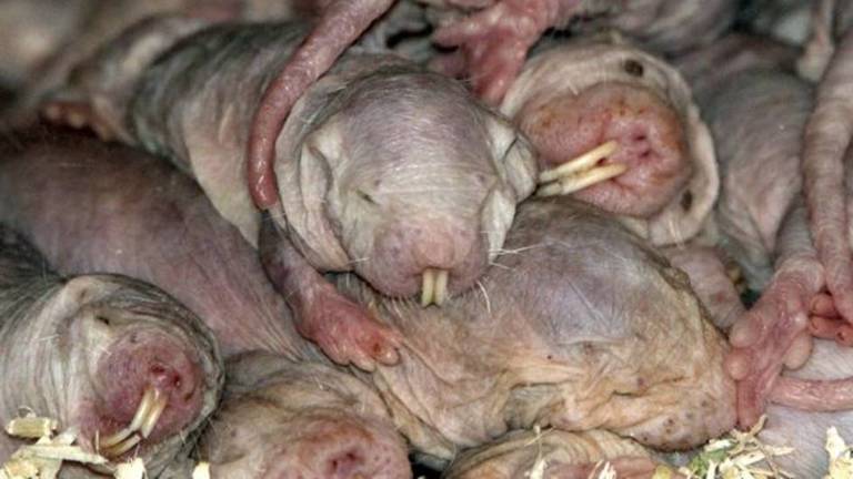 O estilo de vida subterrâneo dos ratos-toupeiras-pelados ajuda a protegê-los do frio, da chuva e de outros extremos climáticos