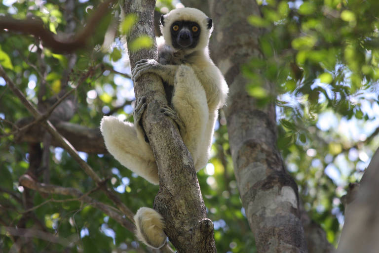 Indivíduo do primata sifaka de Von der Decken (Propithecus deckenii) encontrado em Madagascar