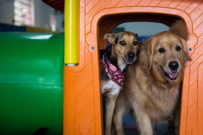 Cães de Nova York: os visitantes de quatro patas favoritos do ESB