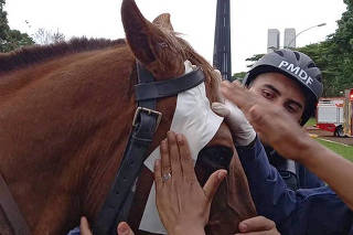 Cavalo agredido em Brasilia