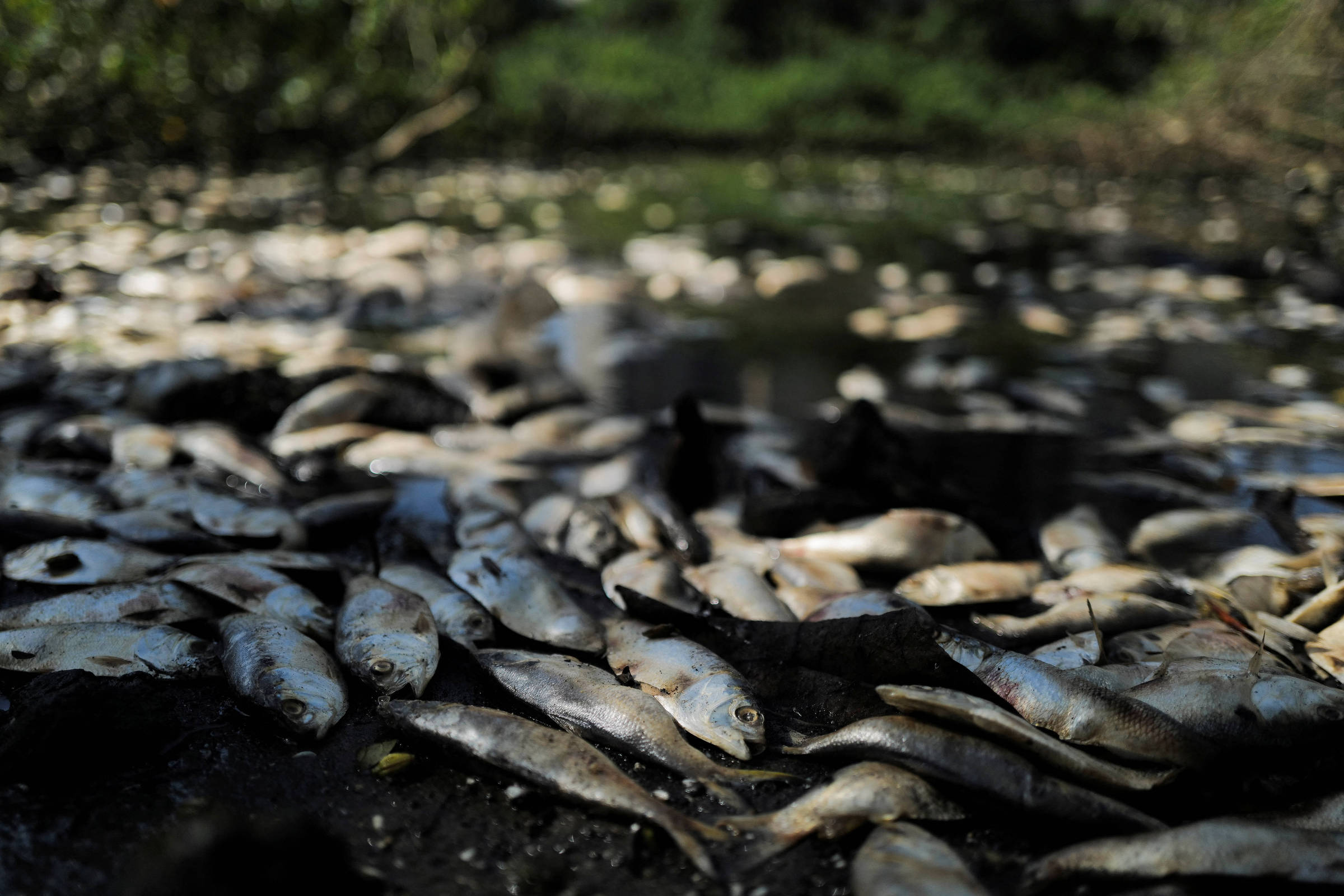 Lagoa amanhece tomada por peixes mortos em Linhares. É a Semana da Água