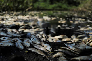Dead fish are seen in the heavily polluted Marapendi Lagoon