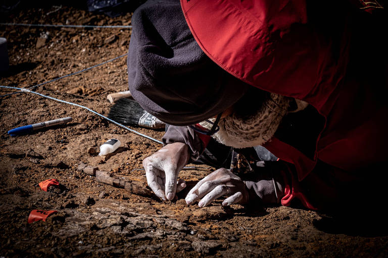 Cientistas descobrem fósseis de megarraptores na Patagônia chilena