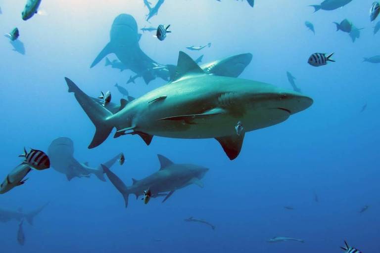 Tubarão-de-cabeça-chata (Carcharhinus leucas) na costa de Fiji