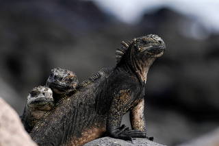 FILE PHOTO: Ecuador expands protected marine area around Galapagos Islands