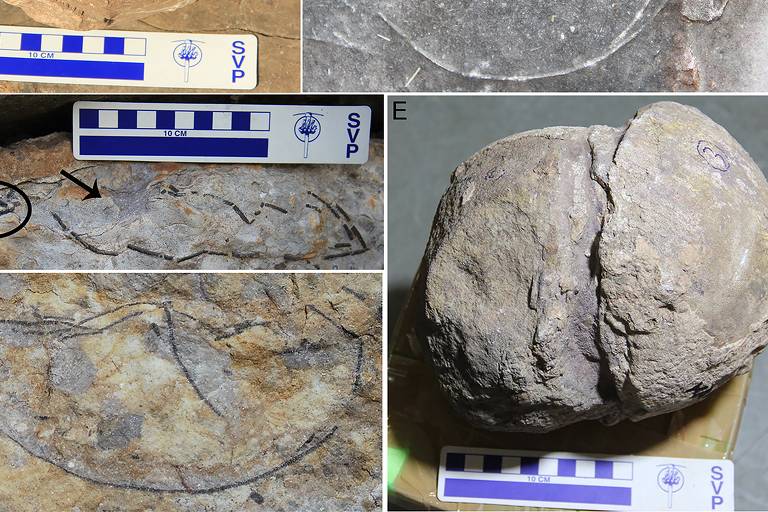 Cientistas encontram mais de 92 ninhadas de dinossauros gigantes na Índia