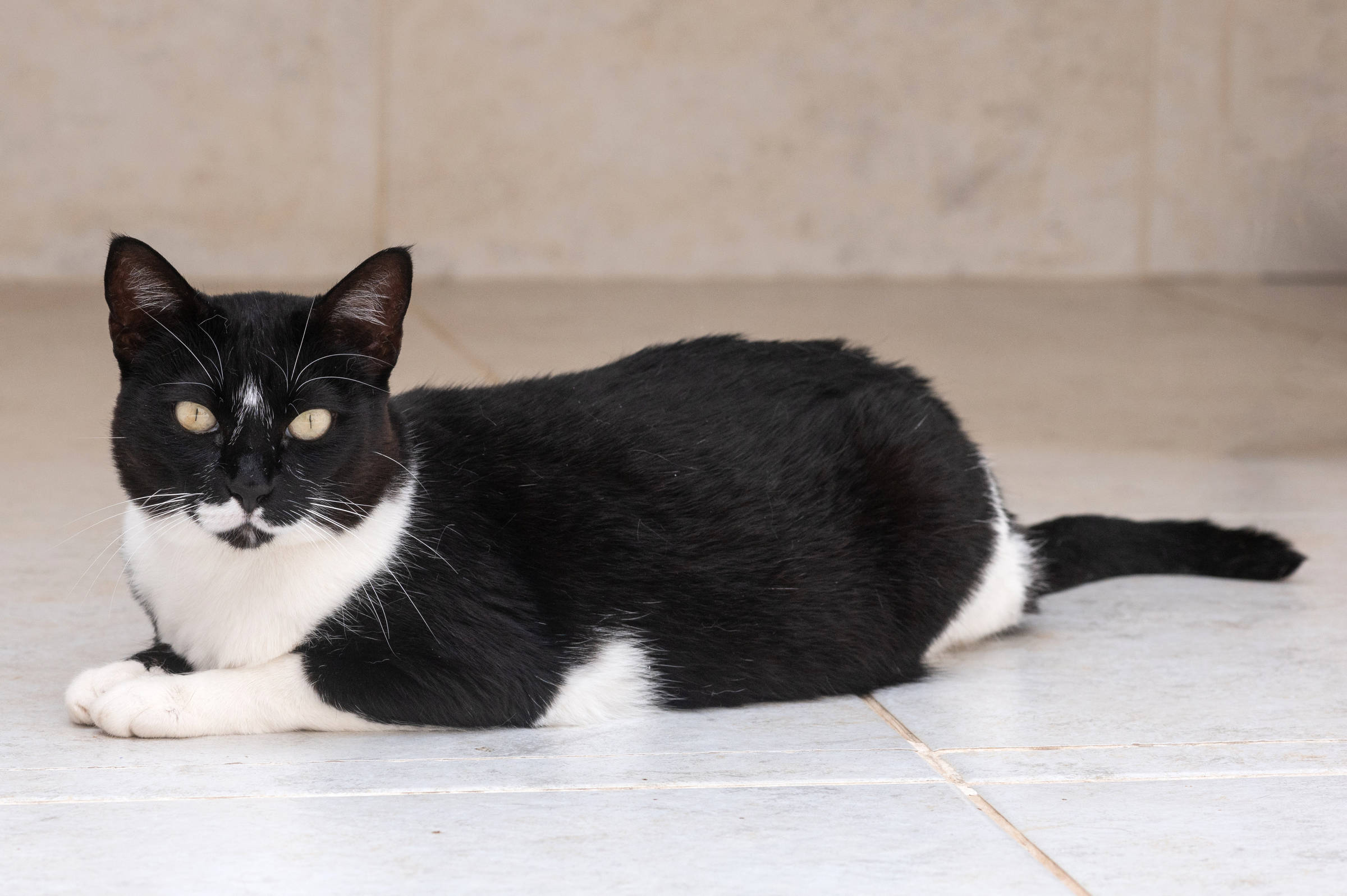 uma coleção de gatos fofos brincando na sala de estar, ótimo para