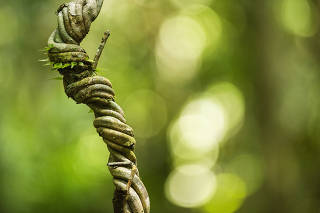 Especial Turismo. Santuario Amazonico: Cipo de ayahuasca encontrado na  floresta  preservada da area  do Cristalino Lodge  (RPPN .Reserva Particular do Patrimonio Nacional na amazonia matogrossense quase divisa com Estado do Para)