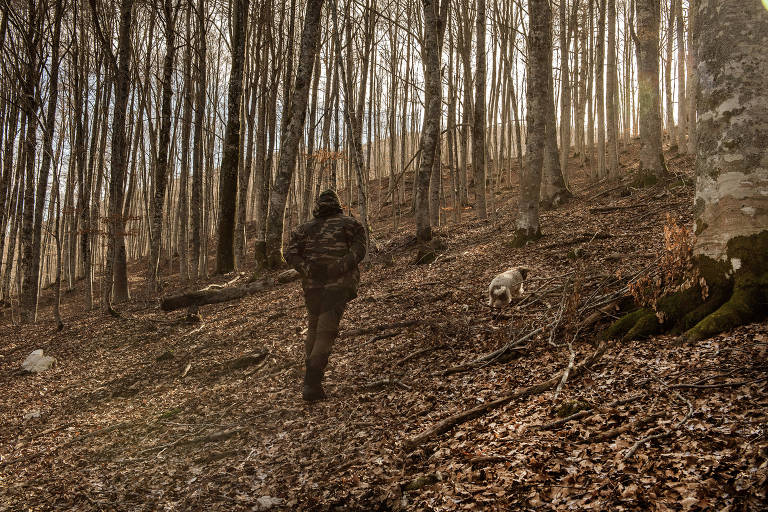 Cachorro caça trufas em floresta próxima de Camerata Nuova, na Itália
