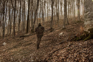 A dog hunts for truffles in woods near Camerata Nuova, Italy, Jan. 12, 2023. (Stephanie Gengotti/The New York Times)