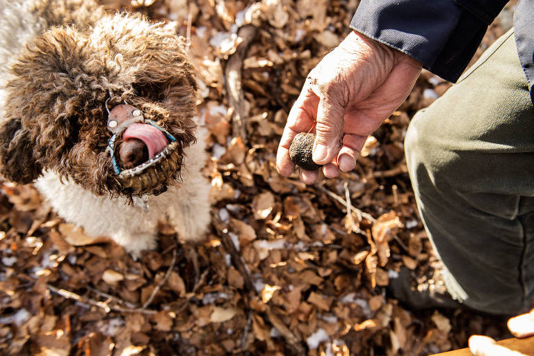 Trufa encontrada pela cadela Bella em floresta próxima de Camerata Nuova, na Itália