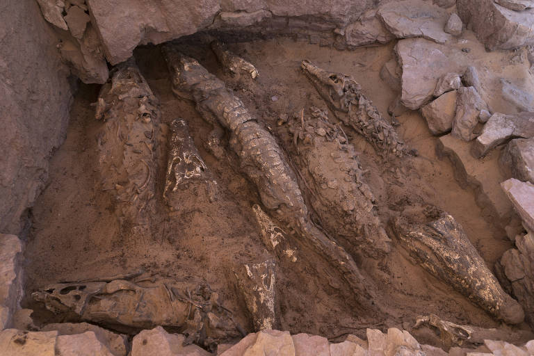 Múmias de crocodilos, estimadas em cerca de 2.500 anos, descobertas em uma tumba em Qubbat al-Hawa, às margens do rio Nilo, no Egito