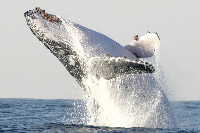 Alterações no DNA transformaram as baleias em gigantes