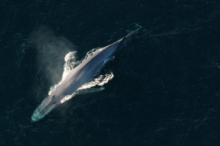 Imagem da Administração Atmosférica e Oceânica Nacional dos EUA mostra uma baleia azul na superfície do oceano