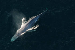 FILE PHOTO: A blue whale surfaces to breathe in an undated picture from NOAA