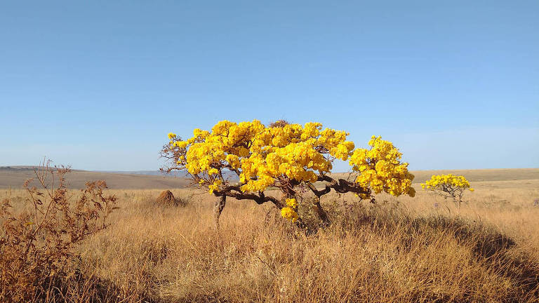 Em meio a grama alta e seca, típica da região, um flamboyant amarelo contrasta com o céu azul e limpo da Serra da Canastra.