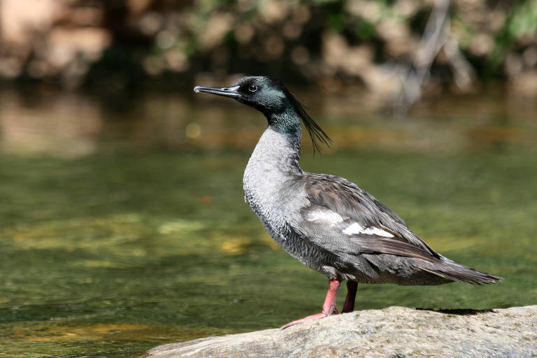 Pato-mergulhão Alto Paranaíba