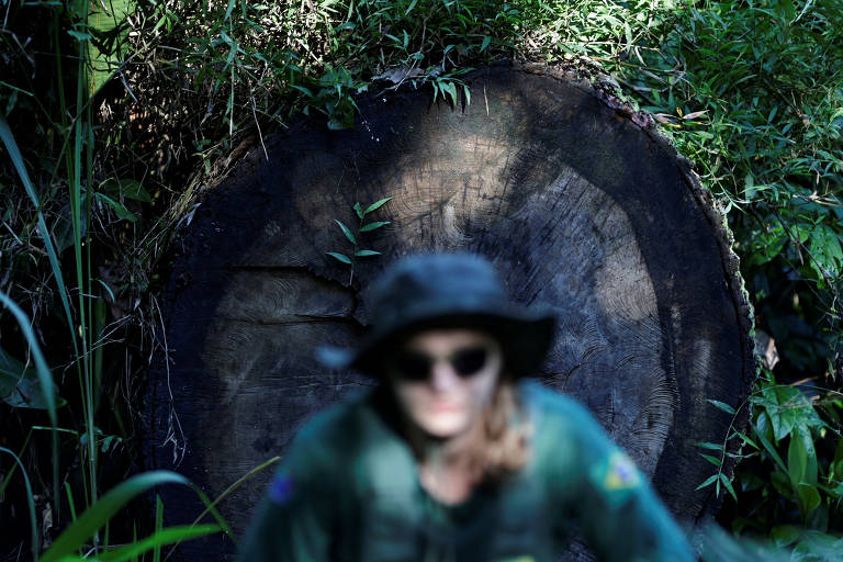 Agente inspeciona tronco em área desmatada na Terra Indígena Cachoeira Seca