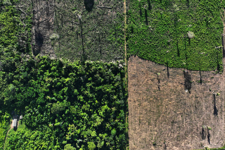 Candidato a sediar COP30, Pará é o maior desmatador da Amazônia