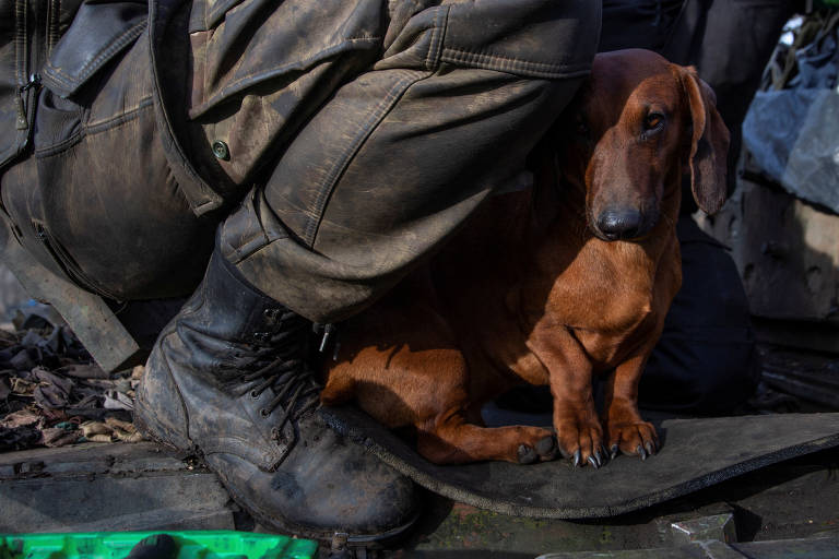 Resistência sobe a rampa do Planalto e cães pedem sorriso em Bogotá; veja pets pelo mundo