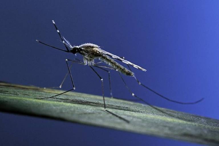 foto próxima de mosquito anopheles que pousa sobre folha