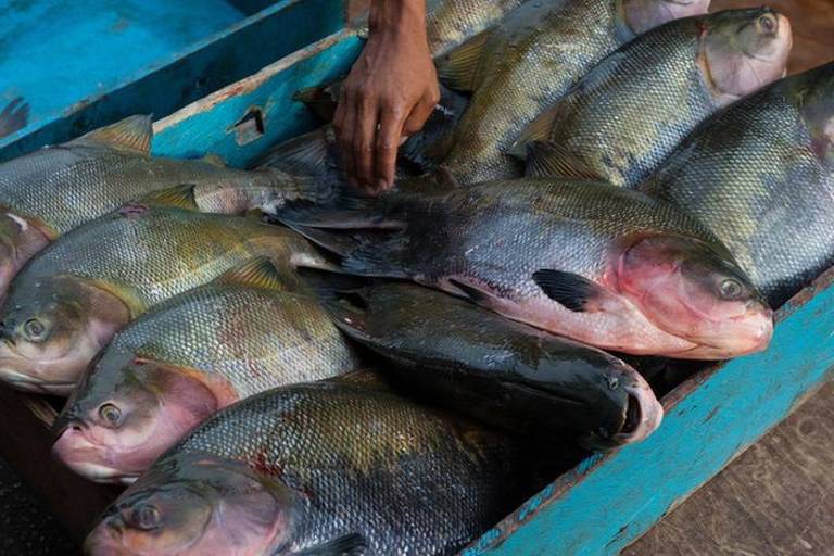 Como China superou Brasil e virou grande produtora de peixes amazônicos