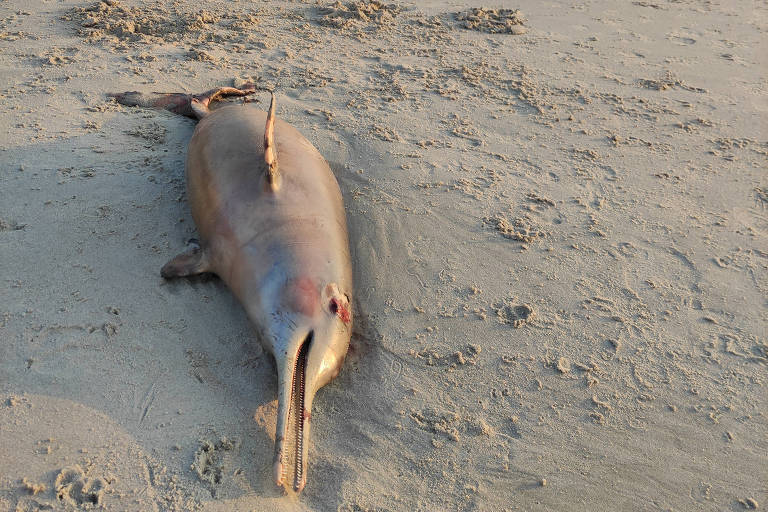 golfinho morto em praia