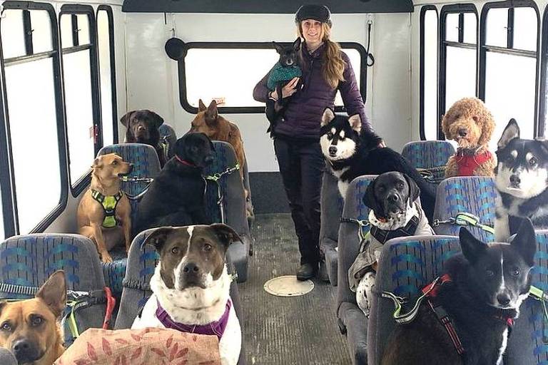 Casal passeia com cães de ônibus no Alaska 