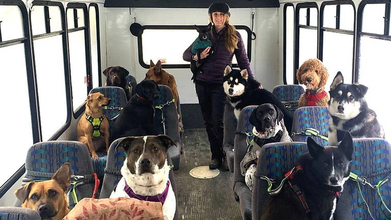 Casal viraliza ao levar cães para passear de ônibus no Alasca