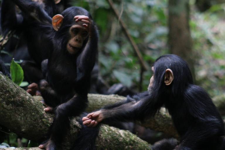 Dois chimpanzés na selva 
