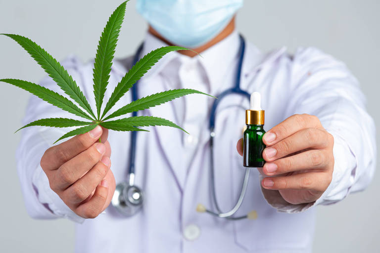 Médico segurando folha de cannabis medicinal
