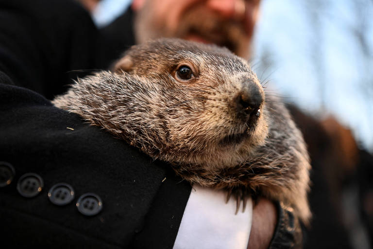 No Dia da Marmota, saiba mais sobre o animal eternizado no filme 'Feitiço do Tempo'