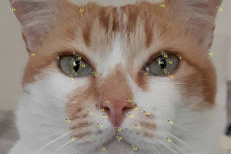 Pontos em amarelo sobrepostos à imagem do focinho de um gato